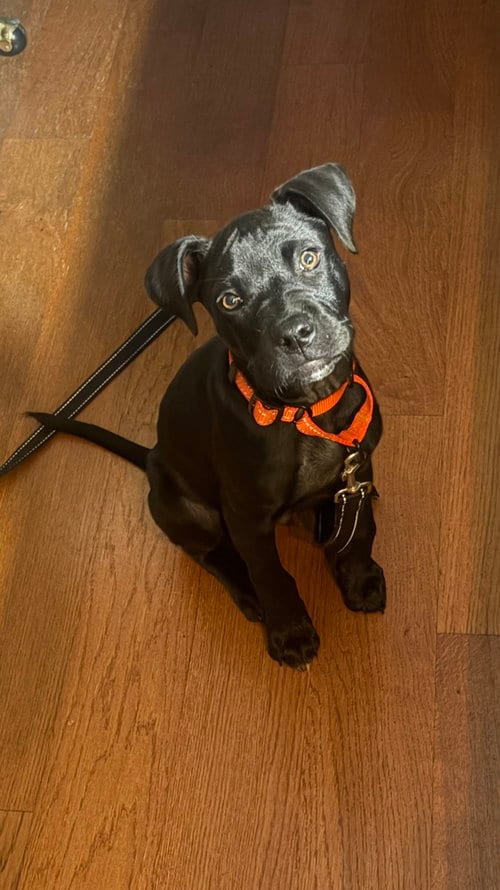 Photo of Onyx FKA Stinger, adoptable Labrador Retriever in Springdale, Pennsylvania