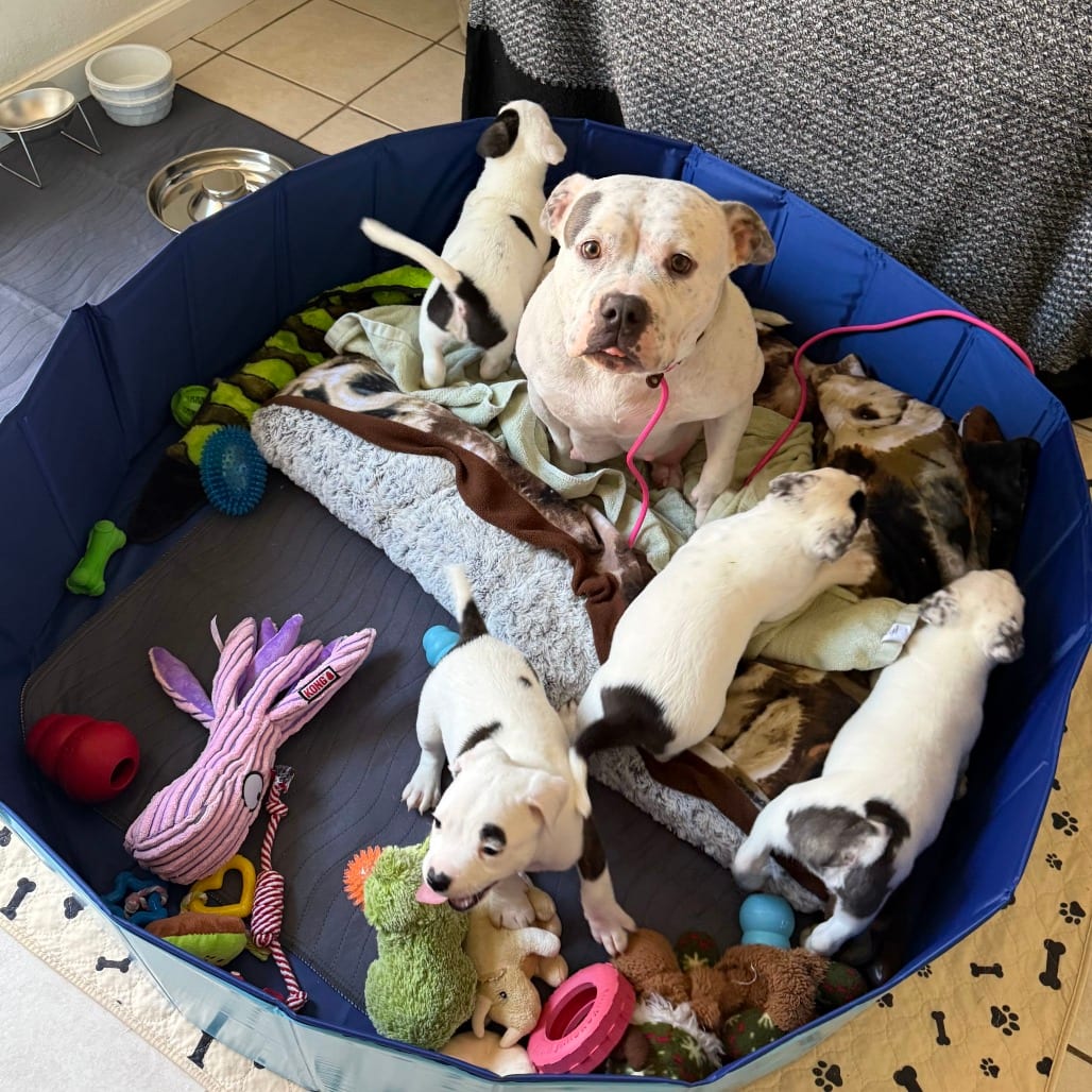 Photo of Edamame, adoptable Terrier, American Staffordshire in California, California