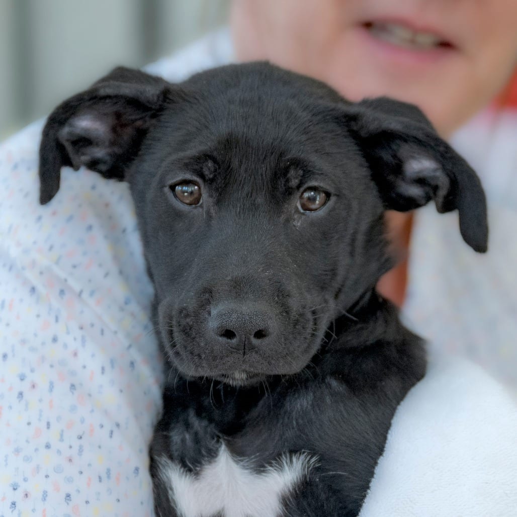 Photo of Dove (4), adoptable Retriever, Black Labrador / Mix in Chapel Hill, North Carolina