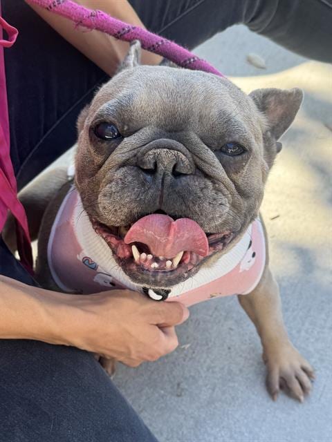 Photo of Judy, adoptable French Bulldog in Riverside, California