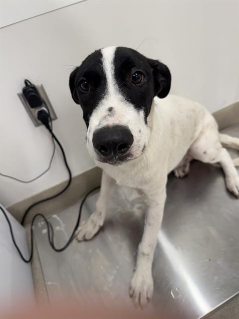 Photo of Billy, adoptable Siberian Husky in Baytown, Texas