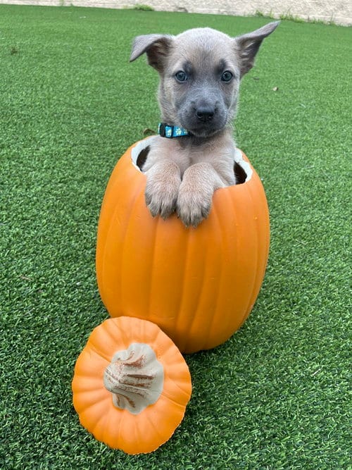 Photo of Hallowed Harvest - Jarrahdale - Located in Florida, adoptable Belgian Shepherd Malinois in Imlay City, Michigan