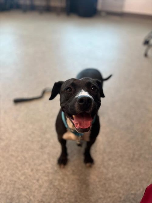 Photo of Chacha, adoptable Pit Bull Terrier in Saginaw, Michigan