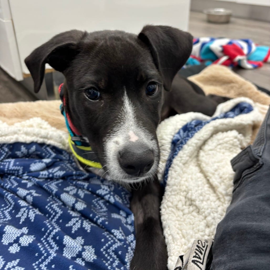 Photo of Bravo, adoptable Retriever, Black Labrador / Mixed Breed (Medium) in Fairfax Station, Virginia