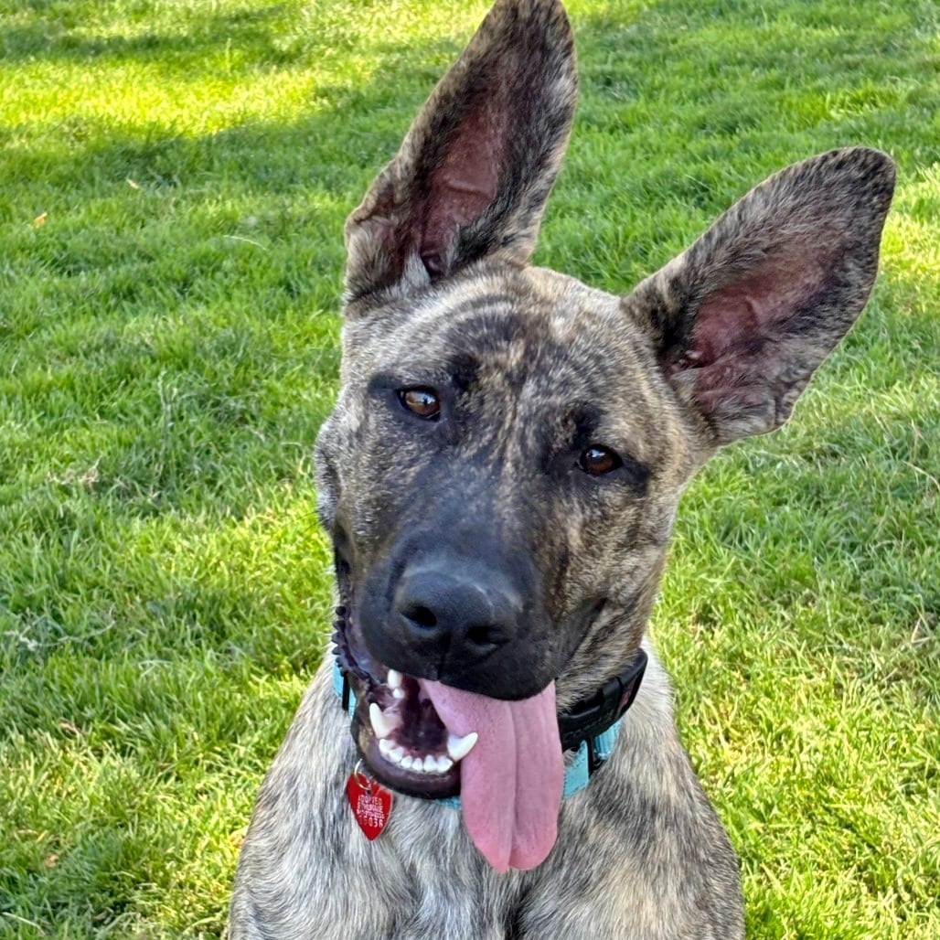 Photo of Elena, adoptable Mixed Breed (Large) in Medford, Oregon