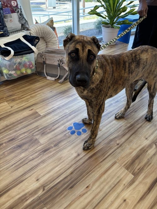 Photo of Rome, adoptable Unknown breed (short coat) in Rowlett, Texas