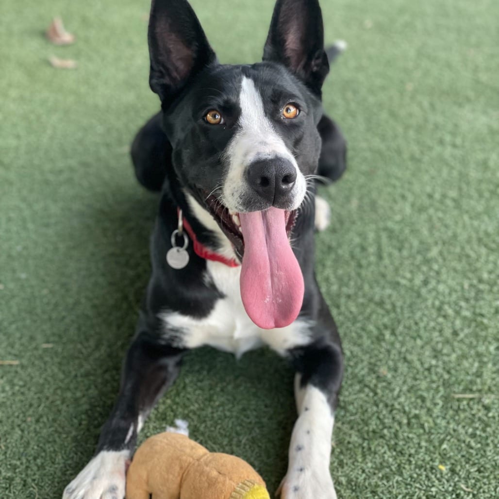 Photo of Ileane, adoptable Shepherd, German / Mixed Breed (Large) in Riverside, California