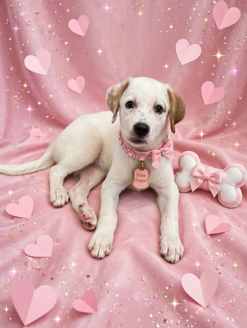 Photo of Fine Sugar, adoptable Labrador Retriever in Newark, Delaware