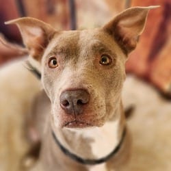 Photo of Spicy JuM, adoptable Labrador Retriever American Pit Bull Terrier in Hartford, Connecticut