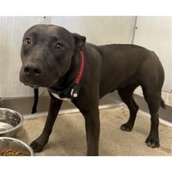 Photo of Kat, adoptable American Pit Bull Terrier in San Bernardino, California