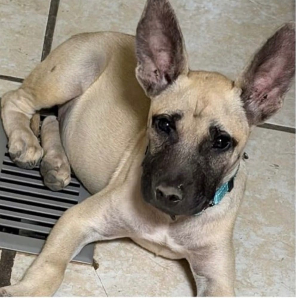 Photo of Maggie, adoptable Shepherd in Bloomfield, Connecticut