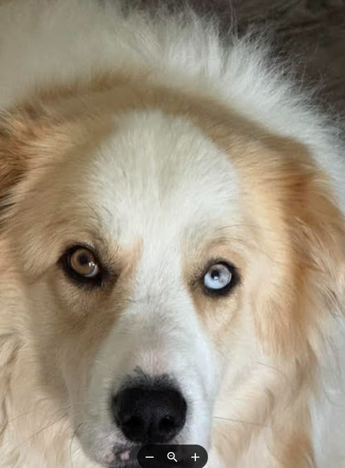 Photo of Daisy Jo, adoptable Great Pyrenees in Croydon, New Hampshire