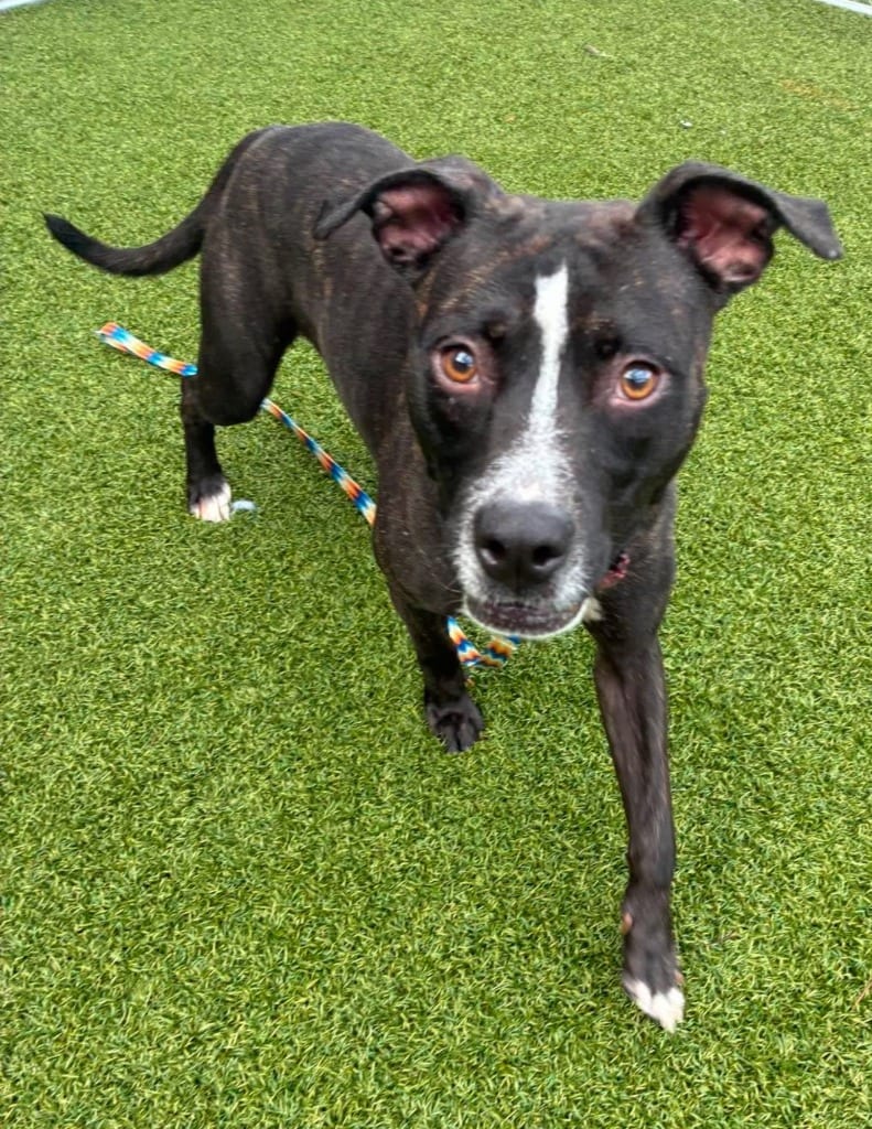 Photo of Valley Girl, adoptable Pit Bull Terrier in Hartsville, South Carolina