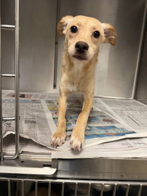 Photo of Michula, adoptable Golden Retriever in Van Nuys, California