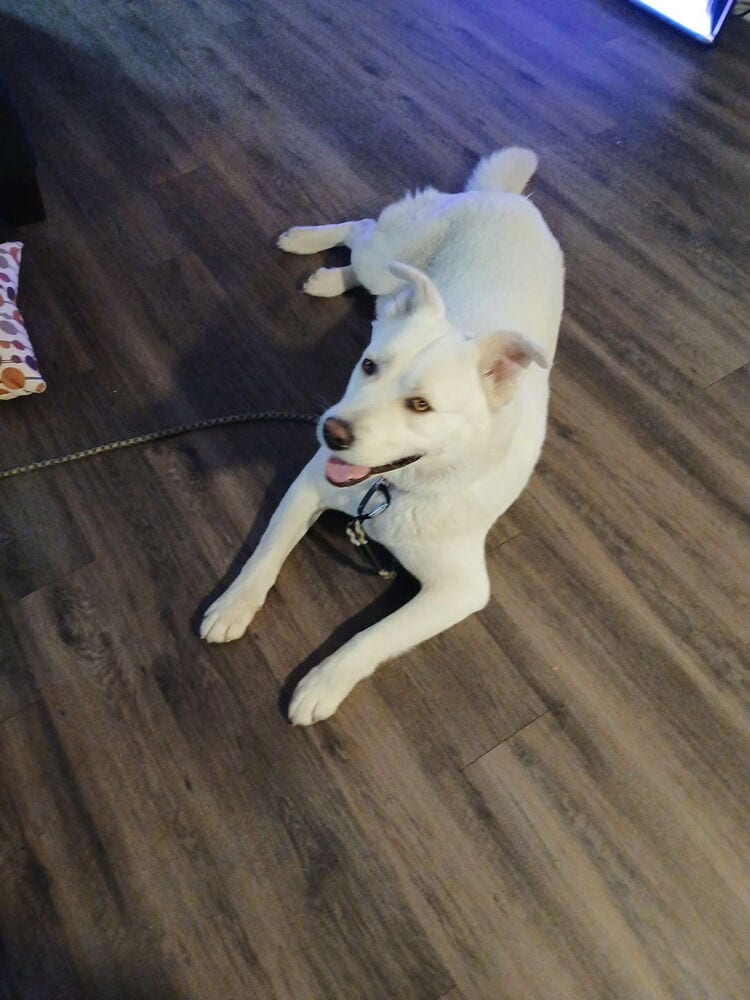 Photo of Snow, adoptable Labrador Retriever in Dana Point, California