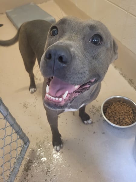 Photo of Talia, adoptable Pit Bull cross in Lawrenceville, Georgia