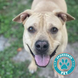 Photo of Peanut Butter, adoptable Labrador Retriever Mixed Breed (Medium) in Lakeland, Florida