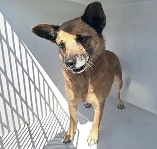 Photo of Nicholas, adoptable German Shepherd Dog in Houston, Texas