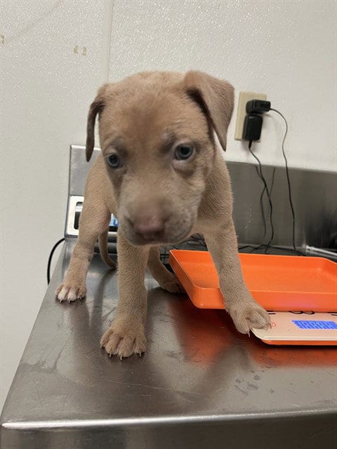 Photo of Chili Bean, adoptable Pit Bull Terrier in Bakersfield, California