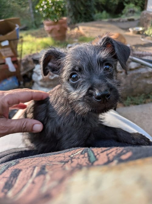 Photo of Duplo, adoptable Chihuahua in Vail, Arizona