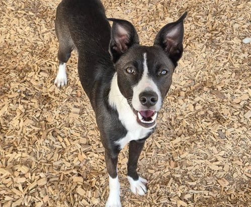 Photo of Cookie, adoptable German Shorthaired Pointer in Albuquerque, New Mexico