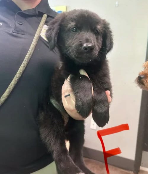 Photo of Octavia (NY-Sarah), adoptable Newfoundland Dog in SHERBURNE, New York