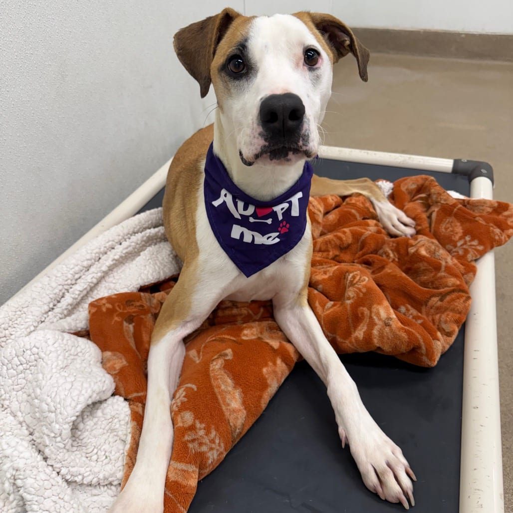 Photo of Taco, adoptable Shepherd / Mix in San Antonio, Texas