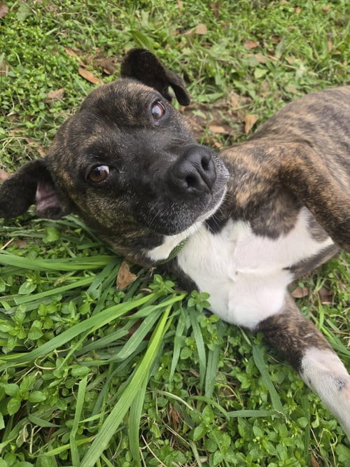 Photo of Francis, adoptable Terrier in Jackson, Mississippi