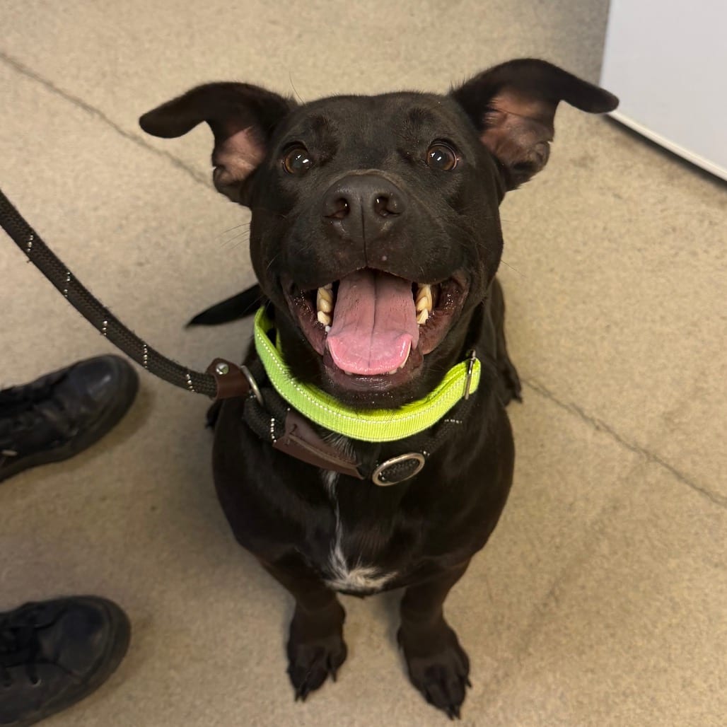 Photo of Oliver, adoptable Mixed Breed (Small) in Fredericksburg, Virginia