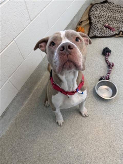 Photo of Ronan, adoptable Pit Bull Terrier in Fort Collins, Colorado