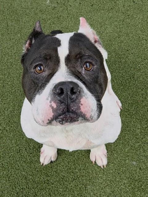 Photo of Dior, adoptable American Staffordshire Terrier in Fort Lauderdale, Florida
