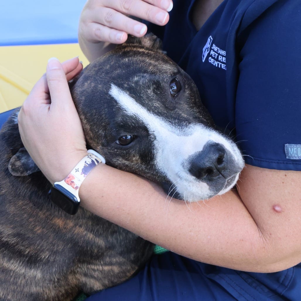 Photo of Bruce, adoptable Terrier, American Pit Bull in Spartanburg, South Carolina