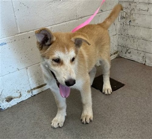 Photo of Gordo, adoptable Siberian Husky in San Bernardino, California