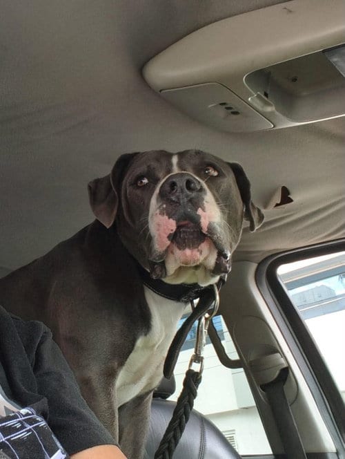 Photo of Lucky GR, adoptable Pit Bull Terrier in Inglewood, California