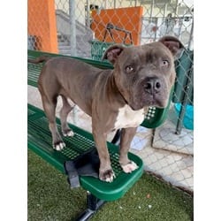 Photo of Rocky, adoptable American Pit Bull Terrier in Doral, Florida