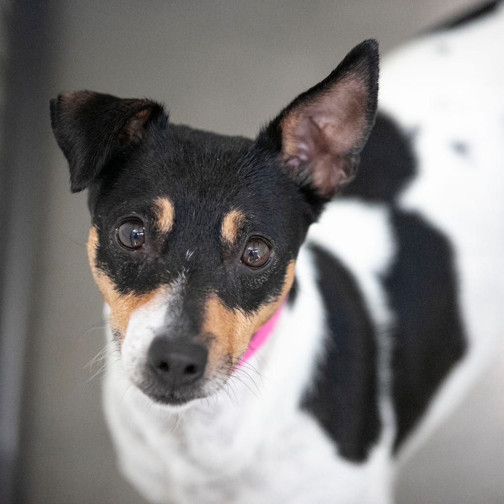 Photo of Flower (AG26-22), adoptable Terrier, Rat in Colorado Springs, Colorado