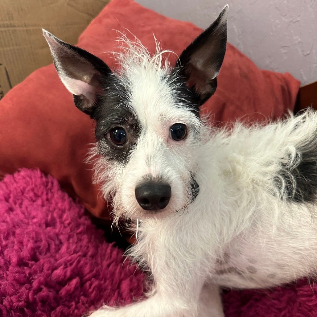 Photo of Walnut, adoptable Terrier in San Francisco, California