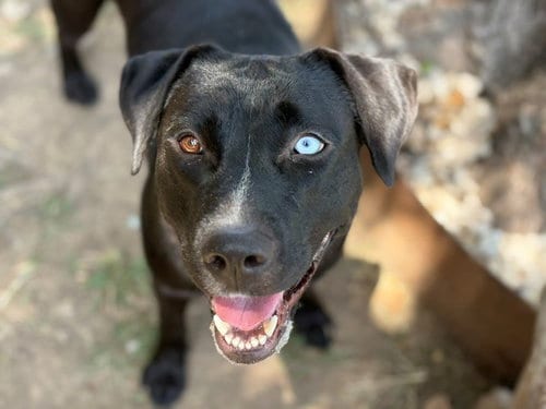 Photo of Audio, adoptable Labrador Retriever in Tulsa, Oklahoma