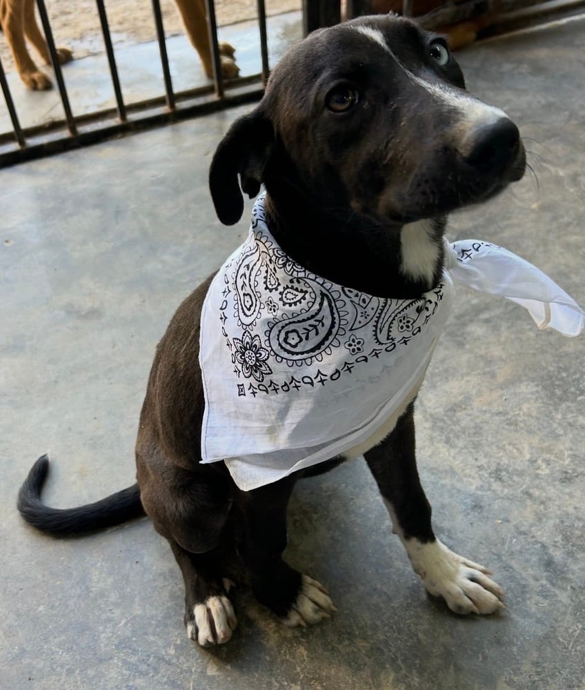 Photo of Jett, adoptable Labrador Retriever in Dana Point, California