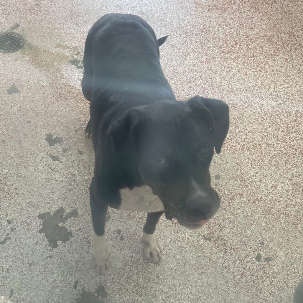 Photo of Nyx, adoptable Retriever, Labrador in Houston, Texas