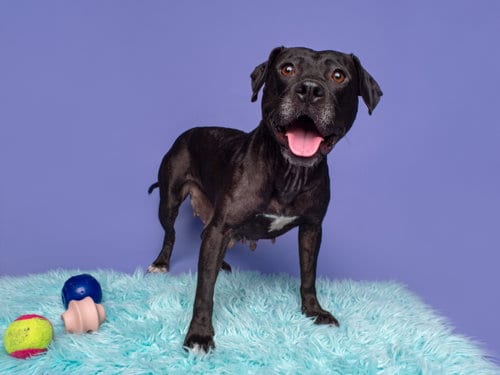 Photo of Sunny D, adoptable Pit Bull Terrier in Romoland, California