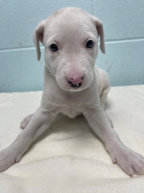 Photo of Polar Bear, adoptable Pit Bull Terrier in Tulsa, Oklahoma