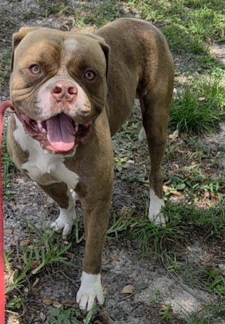 Photo of Bryson, adoptable Bulldog in Fort Lauderdale, Florida