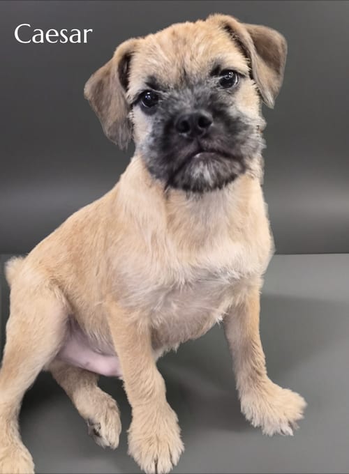 Photo of Caesar, adoptable Pug in Phelan, California