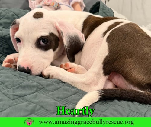 Photo of Heartly, adoptable American Bulldog in Milton, Florida