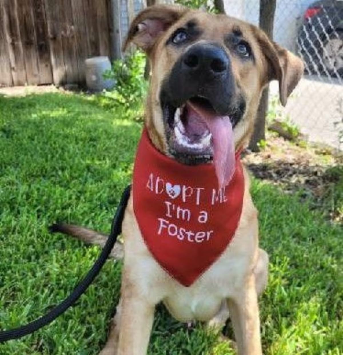 Photo of Max, adoptable German Shepherd Dog in Olympia, Washington