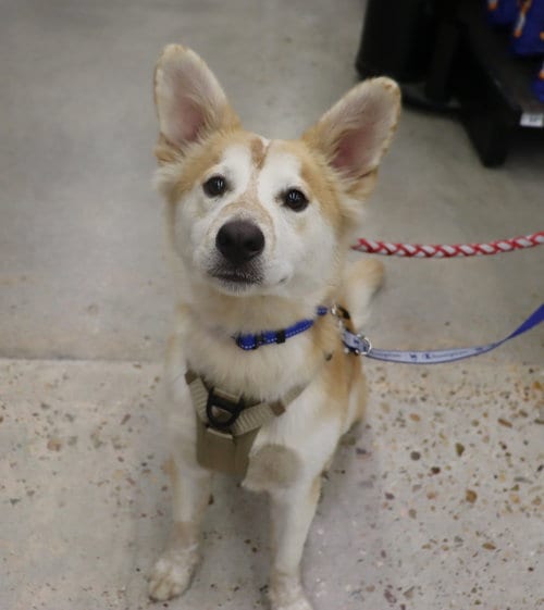 Photo of Ace, adoptable Shepherd in League City, Texas