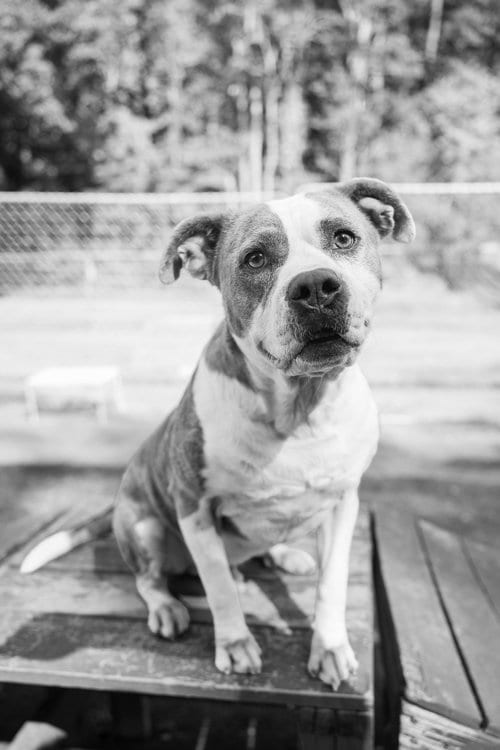 Photo of Osbourne, adoptable American Staffordshire Terrier in Calhoun, Georgia