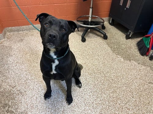 Photo of Samson, adoptable Pit Bull Terrier in Pueblo, Colorado