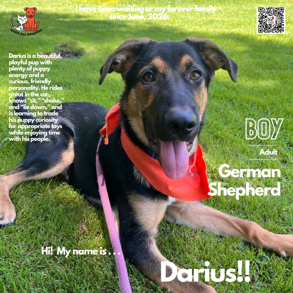 Photo of Darius, adoptable Shepherd, German / Mixed Breed (Large) in Westminster, California